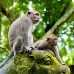 Monkey Forest Ubud, A Place to Interact with Monkeys & Witness Balinese Spirituality